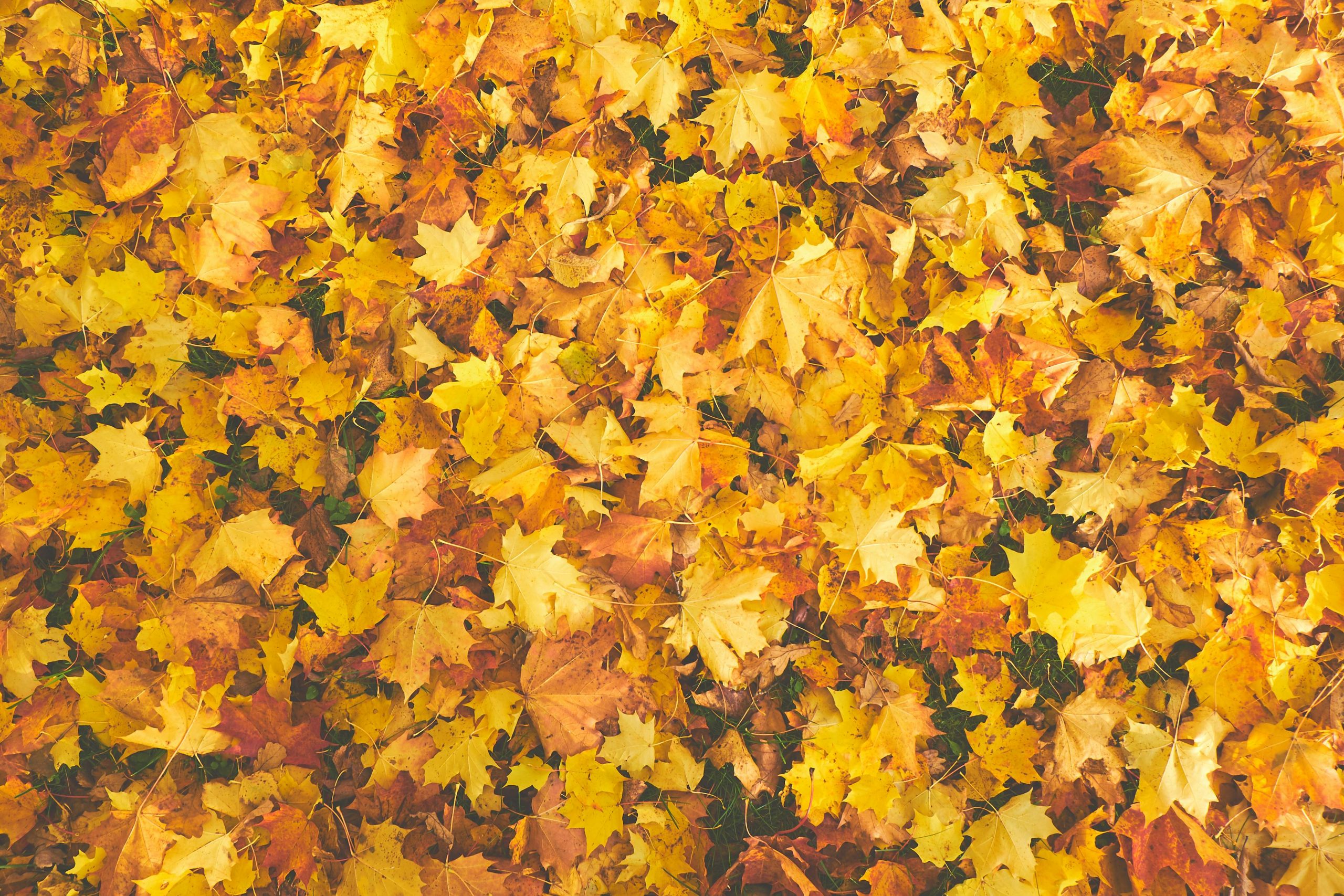 leafs, autumn